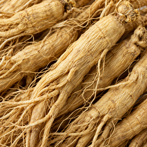 Korean ginseng root