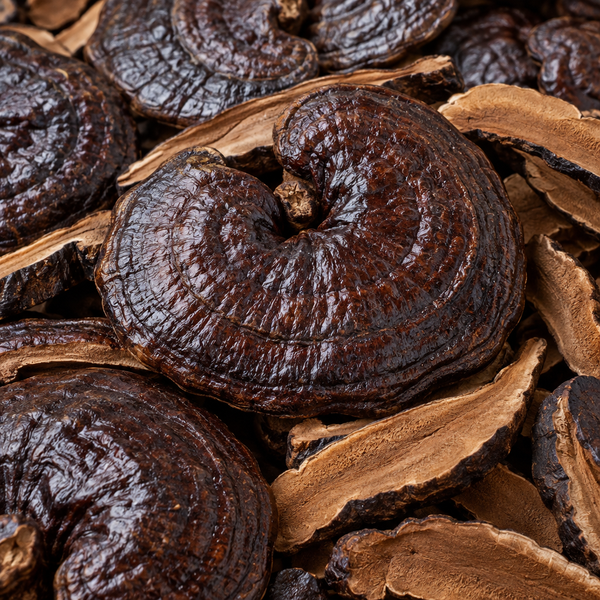 Black ganoderma mushroom